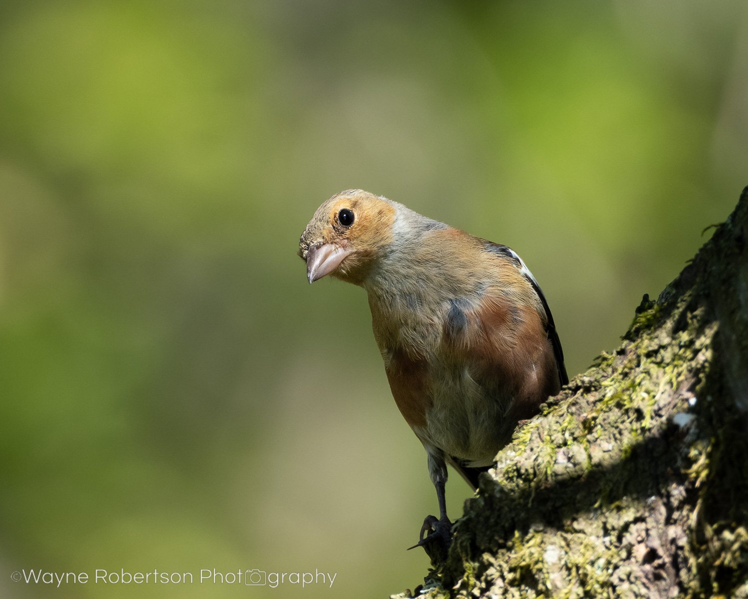 Fuji XF150-600mm — Landscape Photography Blog by Wayne Robertson